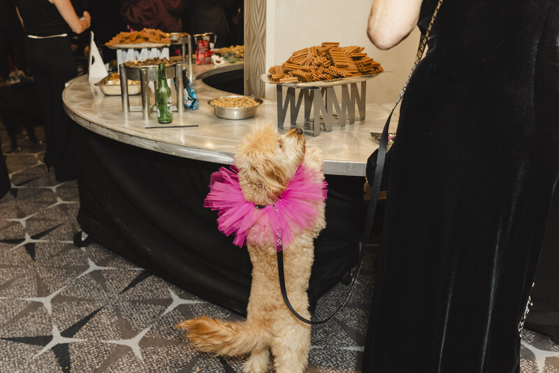 A dog with a tutu around their head and their paws on a buffet table 
