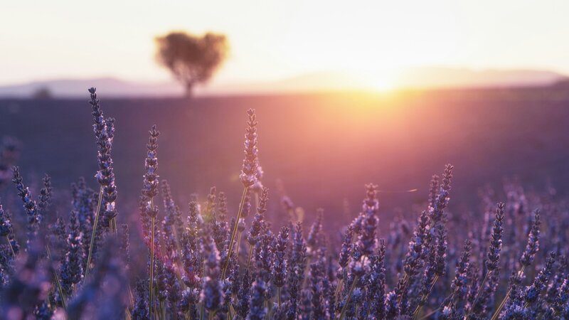 lavender-provence