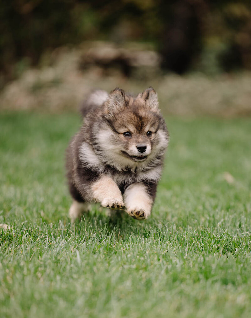 Elevare Finnish Lapphund Breeder California