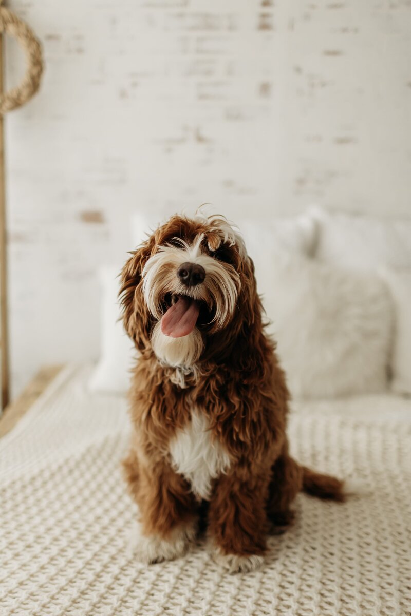 Red Australian Labradoodle Sailor in British Columbia