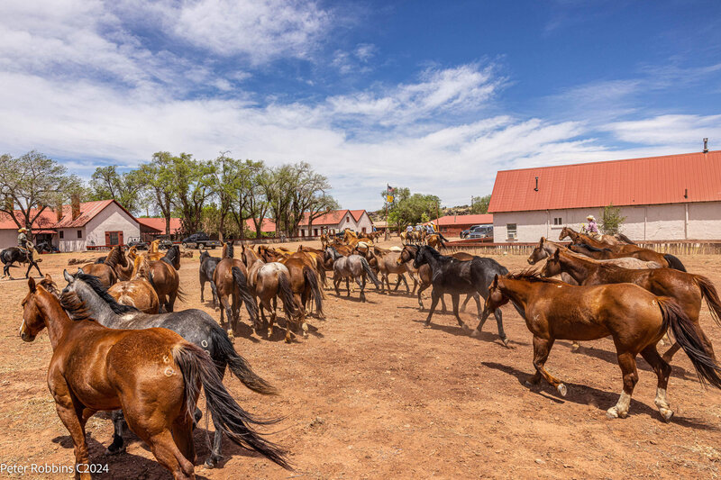 Horses running at Silver Spur ranch