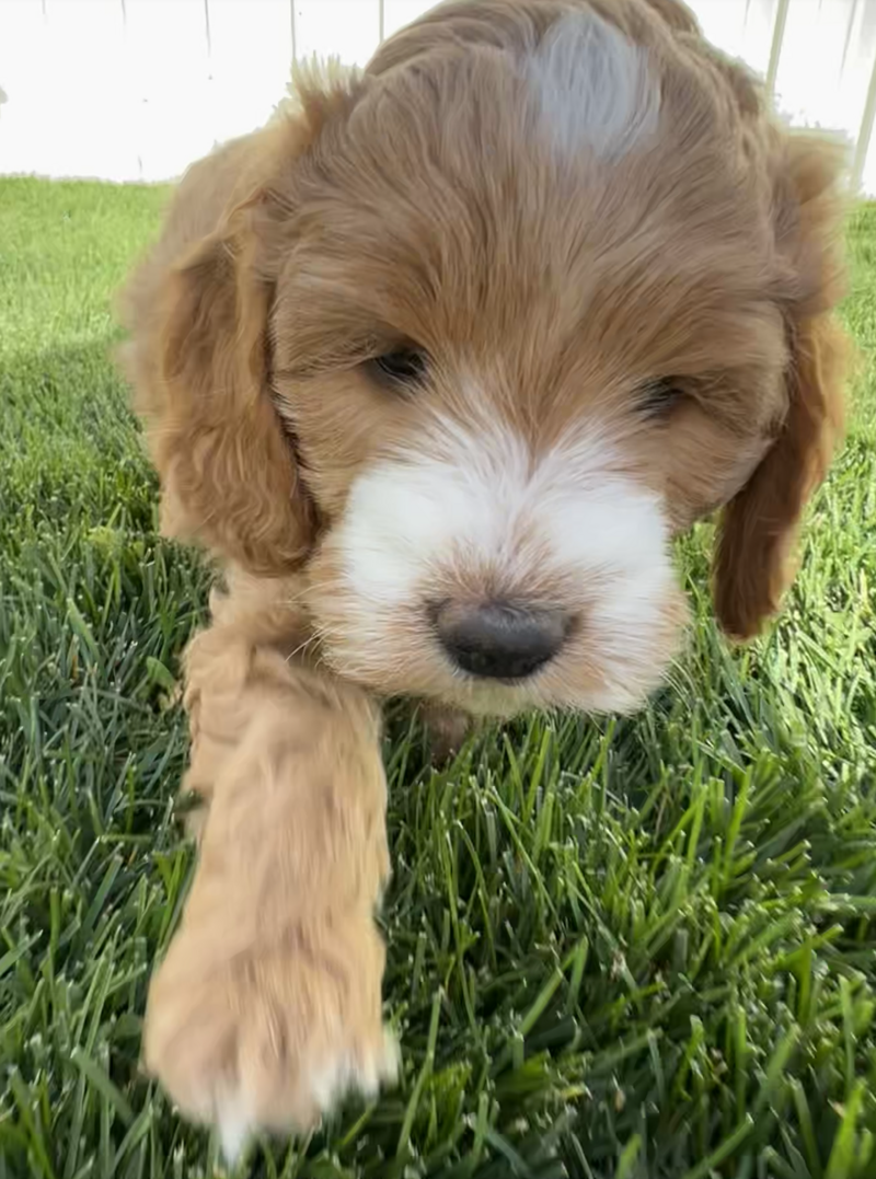 Screenshot 2024-09-24 at 6.31.09 AM