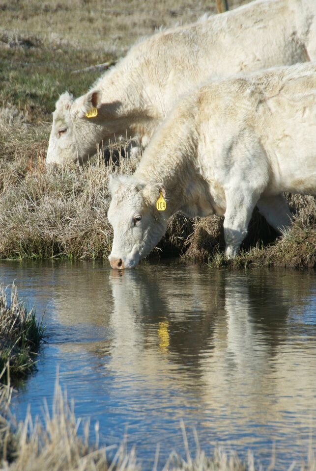 Charolais herd at Silver Spur