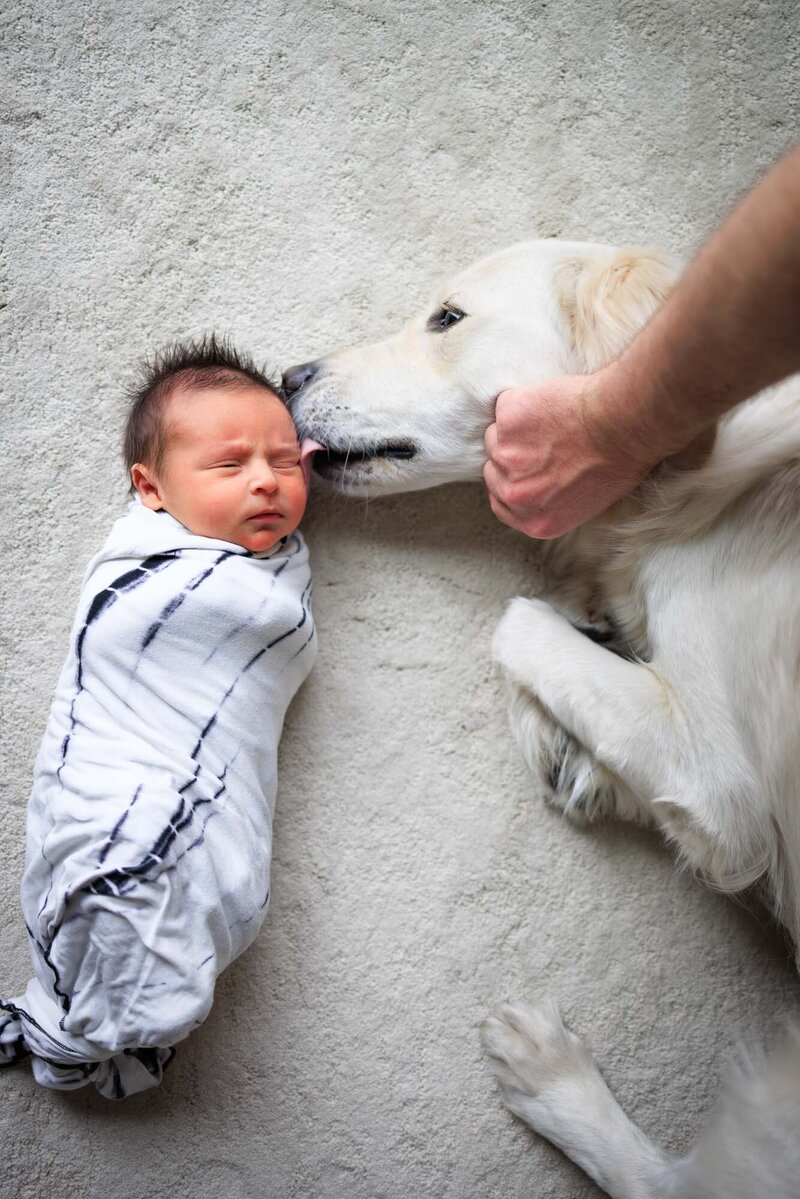 Labrador pup licking a newborn's face during a Santa Monica Newborn Photography session.