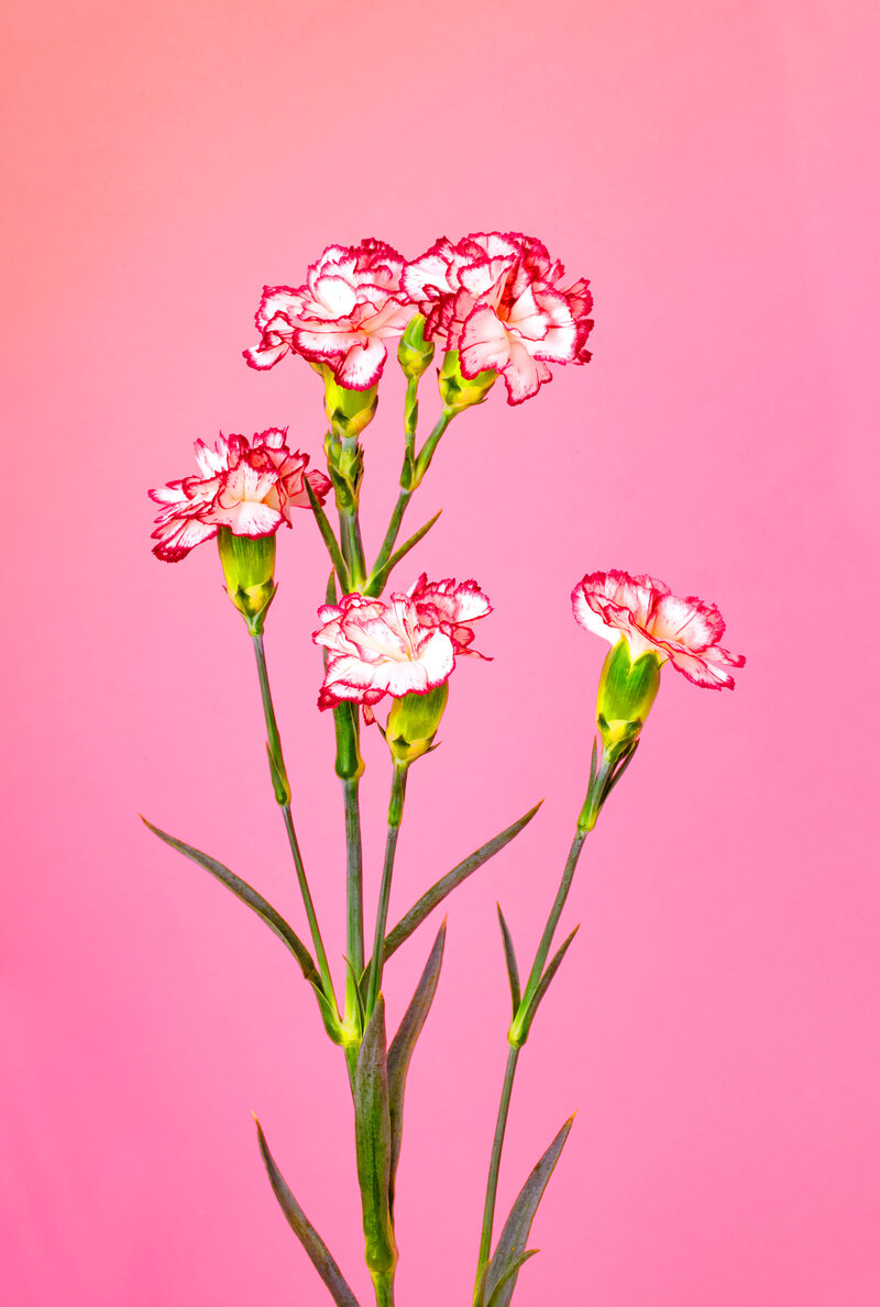 Branche de petites fleurs rouges et blanches photographiée sur fond rose vif. Image poétique et colorée capturée par Studio Helloday, spécialiste de la photo produit et florale.