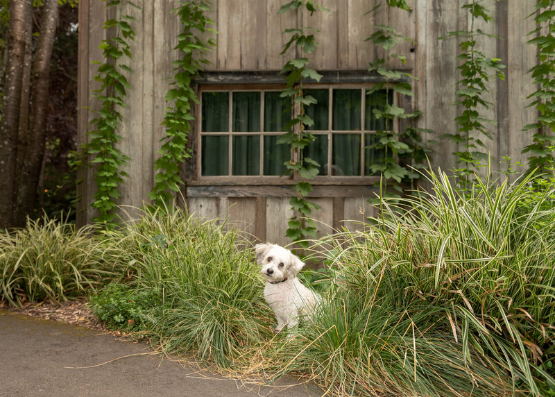 Dog in front of shed