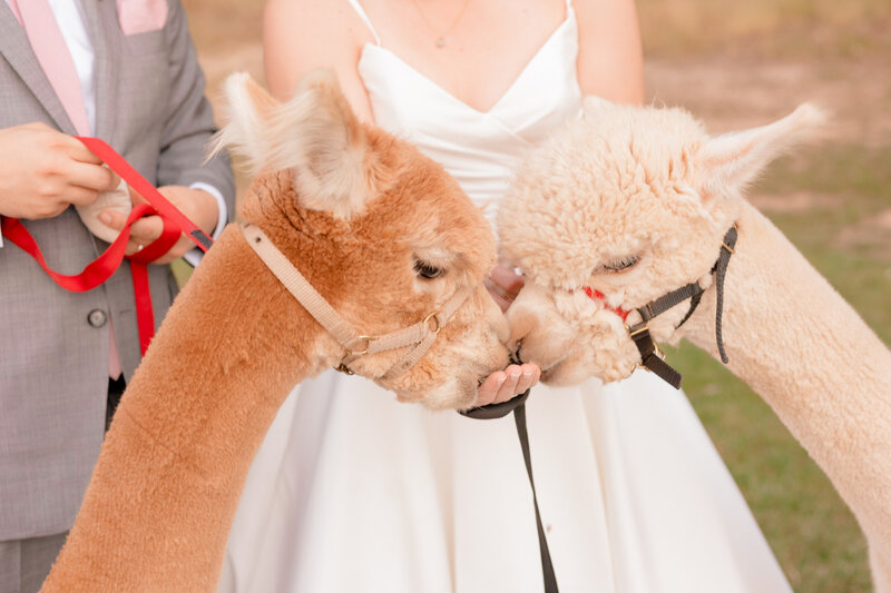 Llamas are invited to a wedding at Shenandoah Pavilion Virginia and Northern Virginia Wedding Photographer captures a fun moment of the llamas with the bride