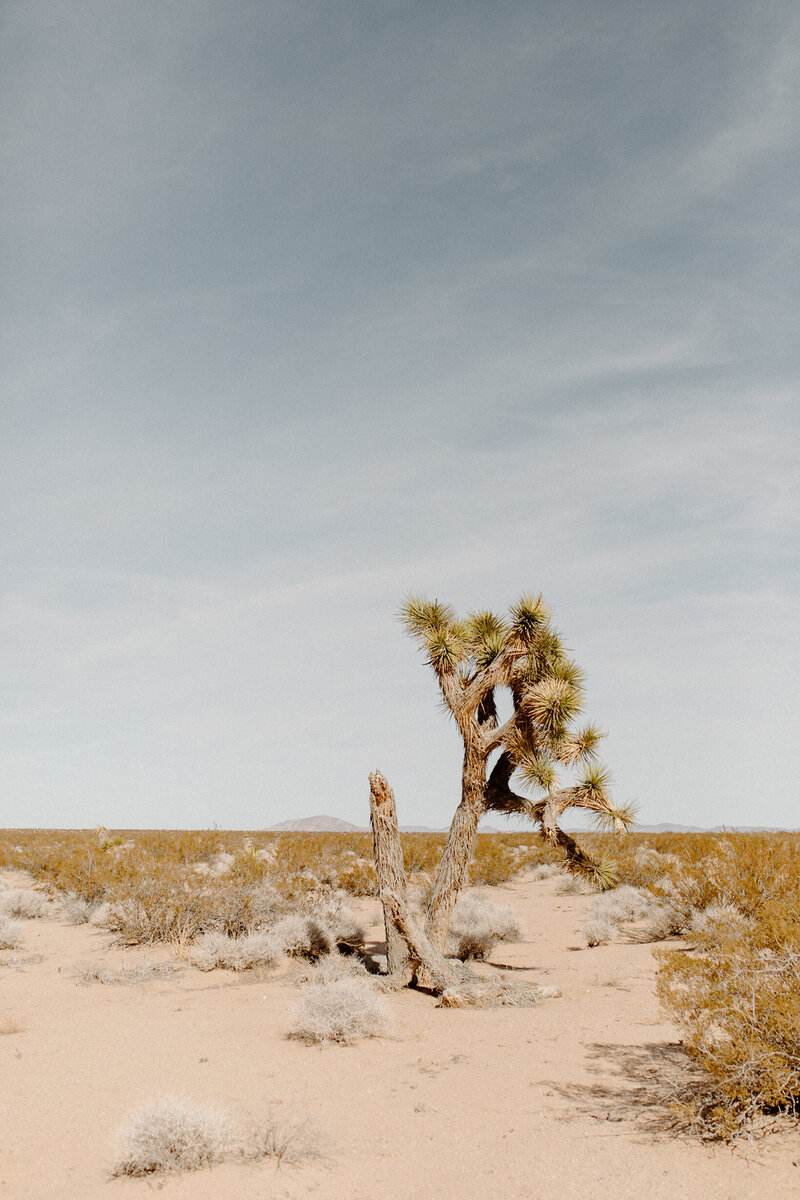 Joshua_Tree_Photography_01