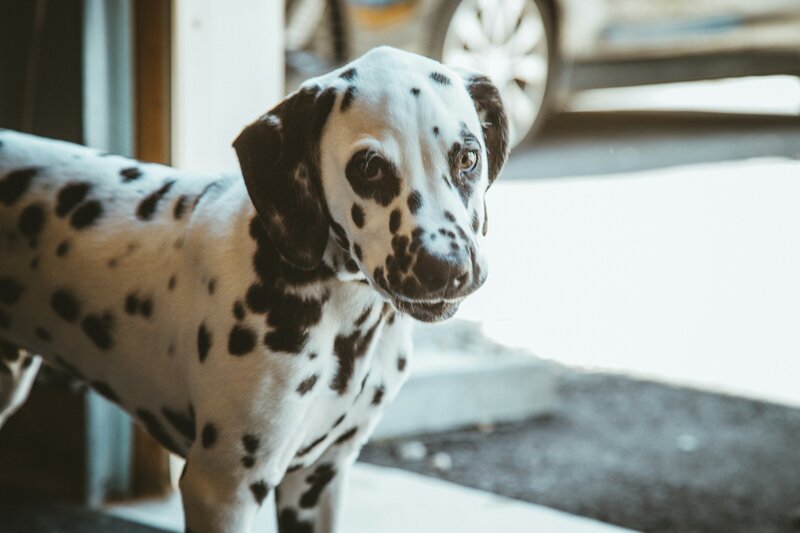 alora-griffiths-HhJTX1vZ6b0-unsplash