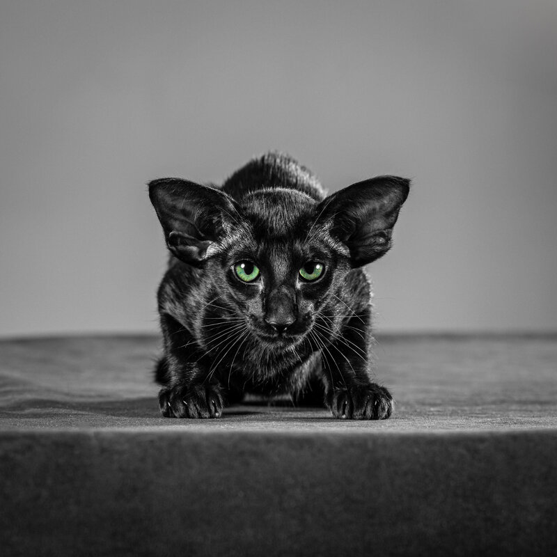 A studio portrait of a black kitten with green eyes on a grey background