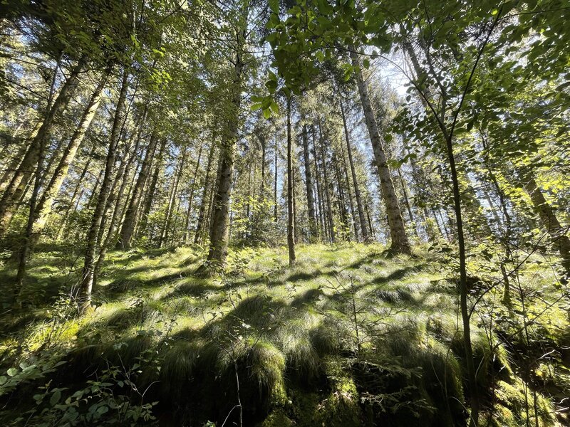 Au coeur de la forêt Belge