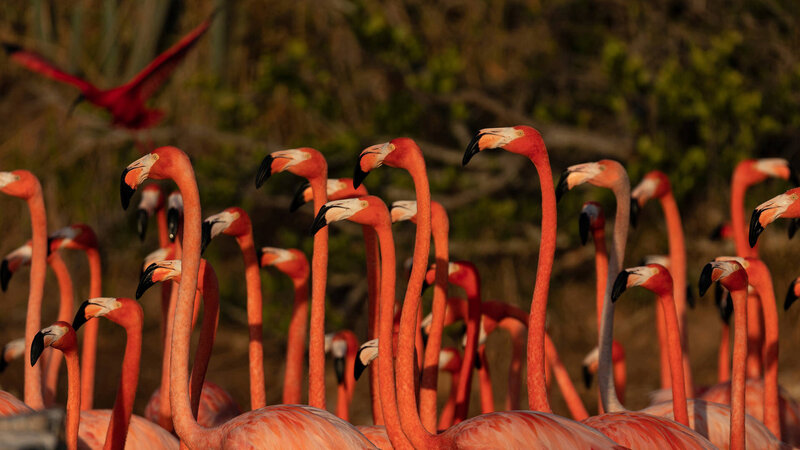 necker-island-flamingos-3