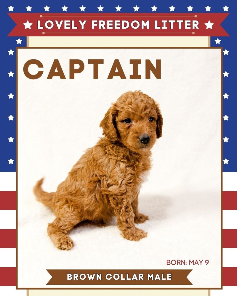 Freedom - Brown Captain Male