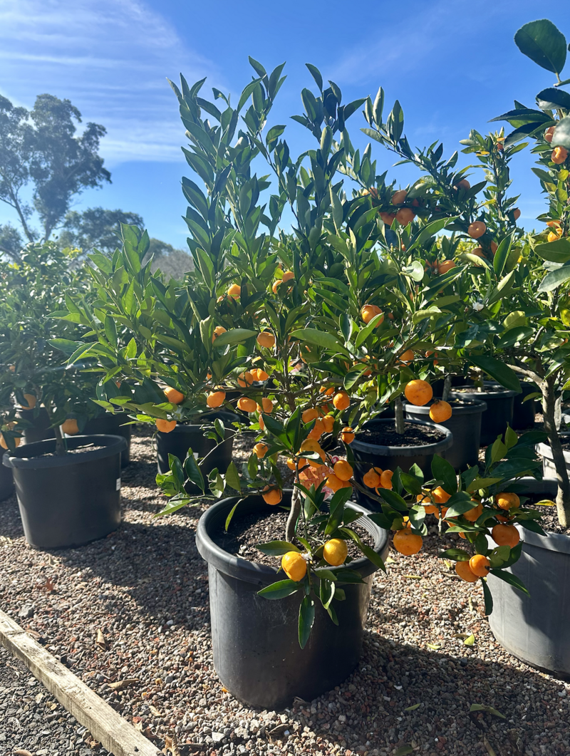 Citrus Knokuni - Mini Mandarin - Sugar Bubba Mandarin tree