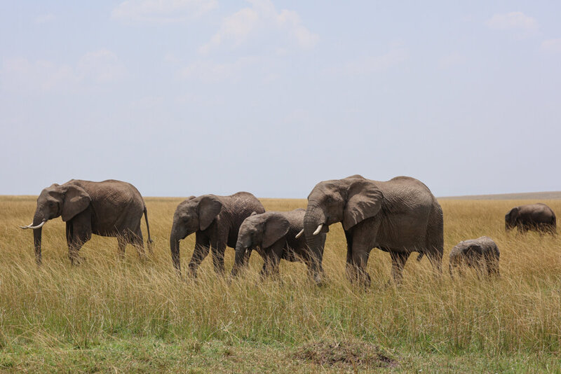 safariedited-210