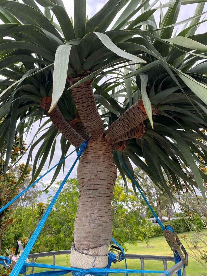 Dragon Tree Multi-Headed - Dracaena Draco Dragon Tree - Exotic plants and trees sydney - Go Green Nurseries