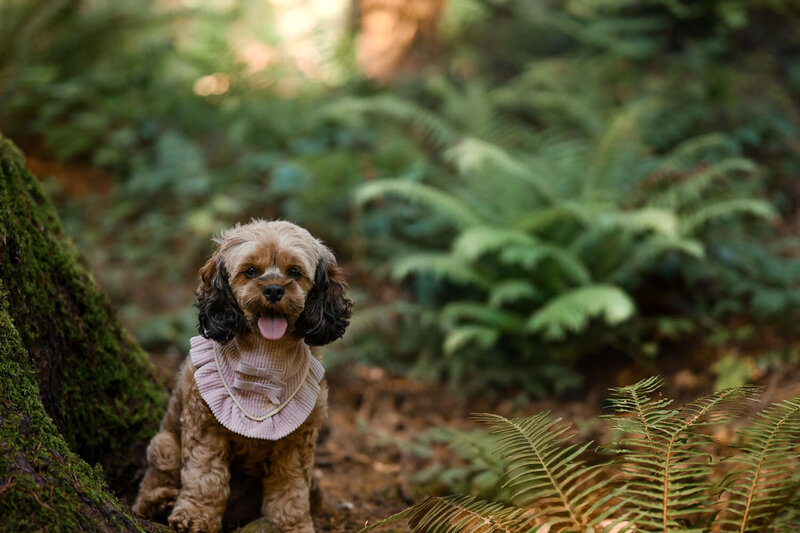 Heavenly Puppies to Love Cavapoo, Cockapoo, and Maltipoo Puppies Photo Sep 03 2025, 11 08 12 AM45