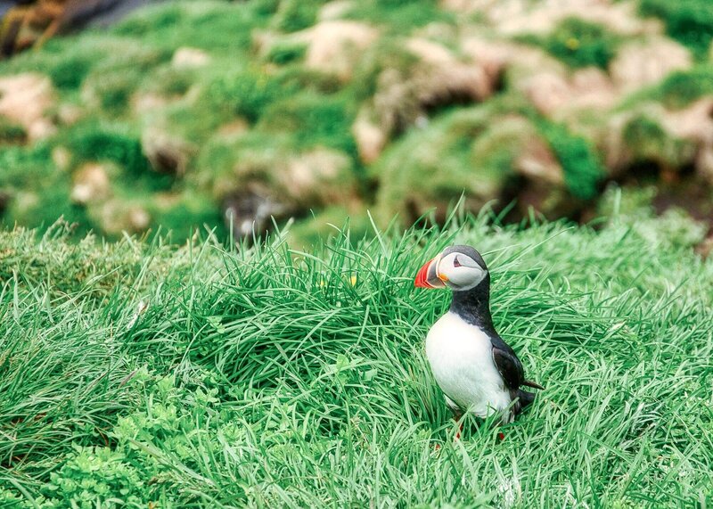 Puffin on a cliff in iceland