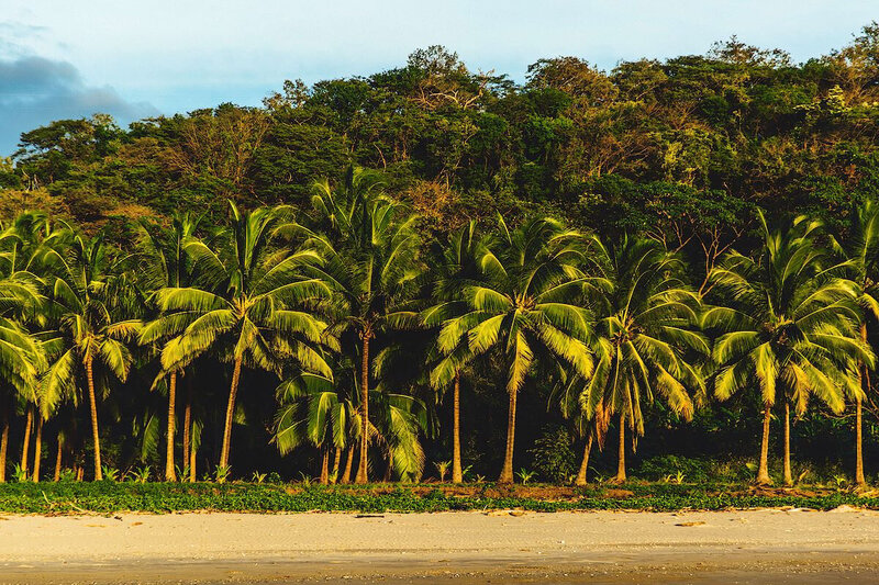 palm trees on beach blue spirit costa rica