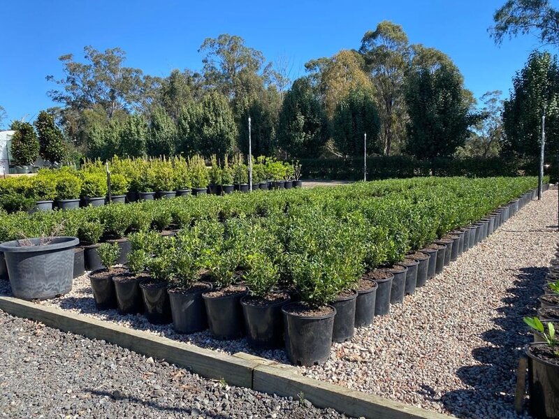 Buxus Microphylla x Microphylla  | Micro micro buxus 'Korean Box'