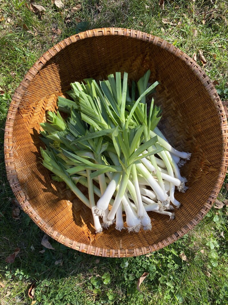 Leila's Garden Leeks In A Basket