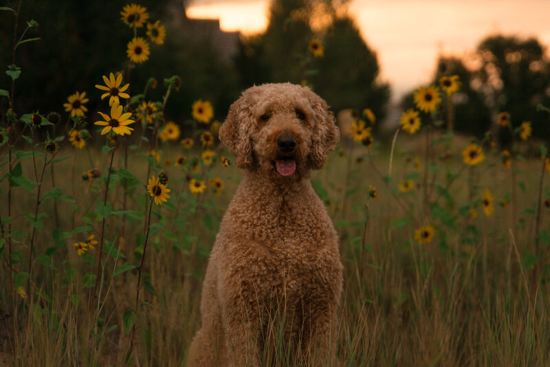 Golden doodle dog sitting among yellow wildflowers at sunset, captured during a Colorado pet photography session.