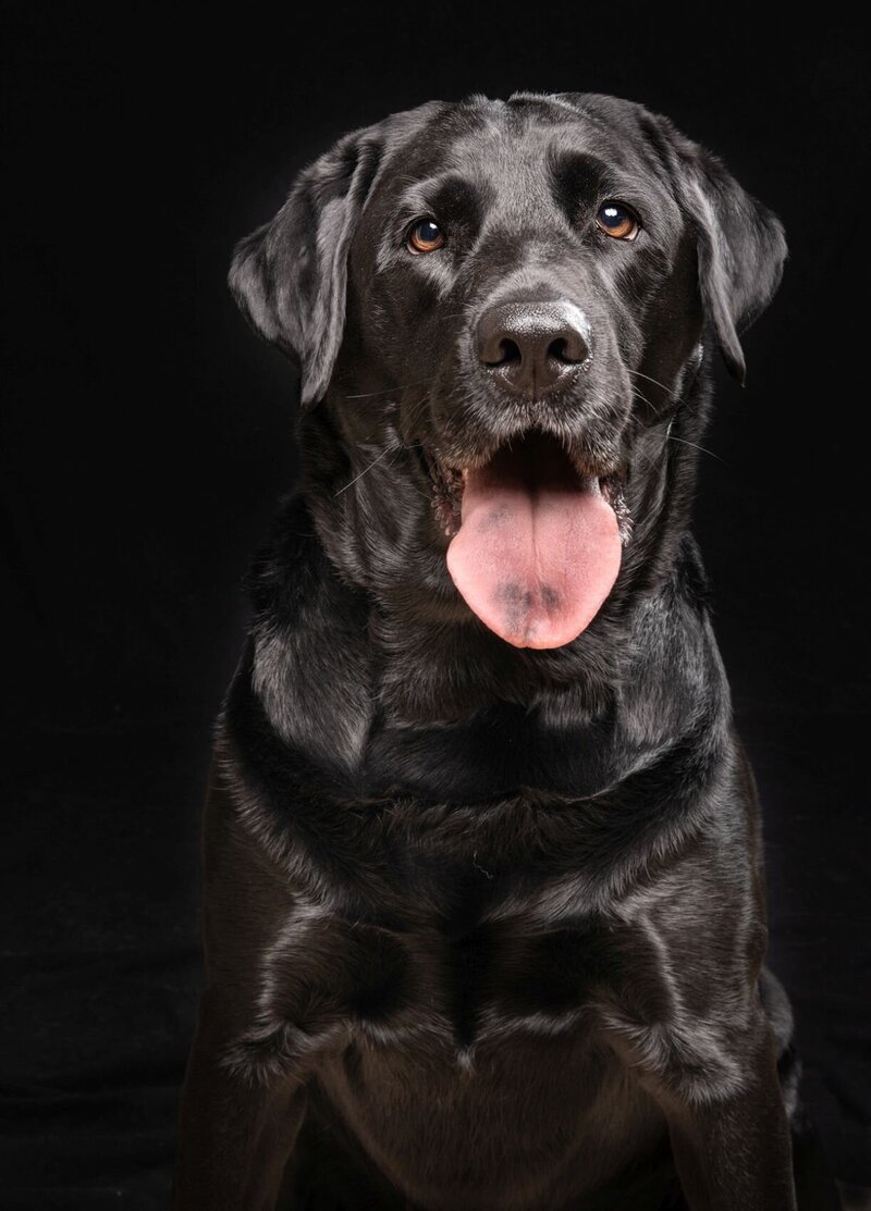 lilla-bordas-portraits-tampa-DOG-photographer1421_2