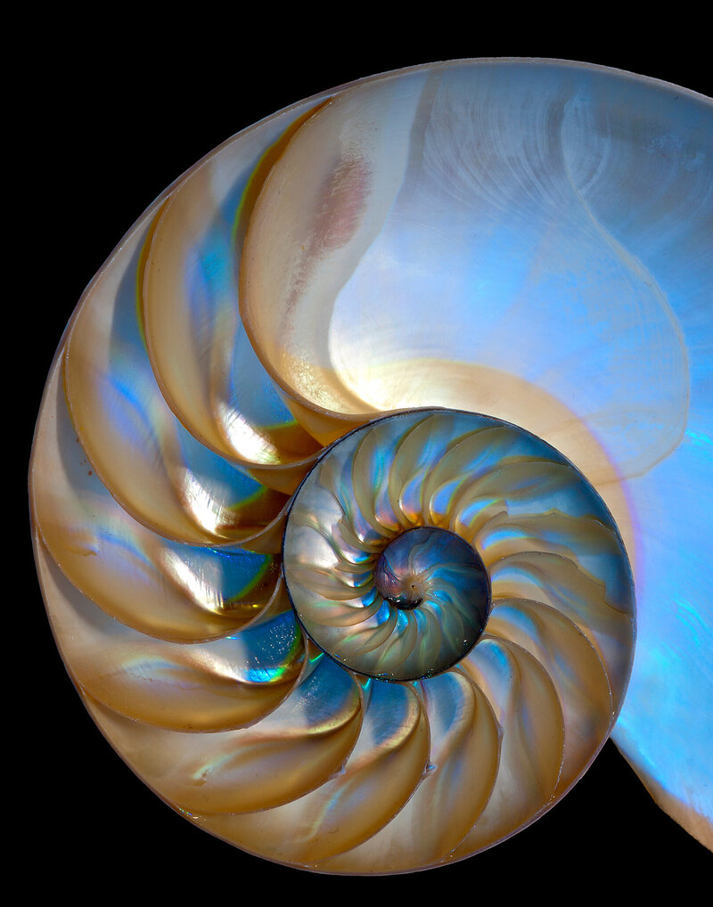 blue nautilus CROPPED_51919554