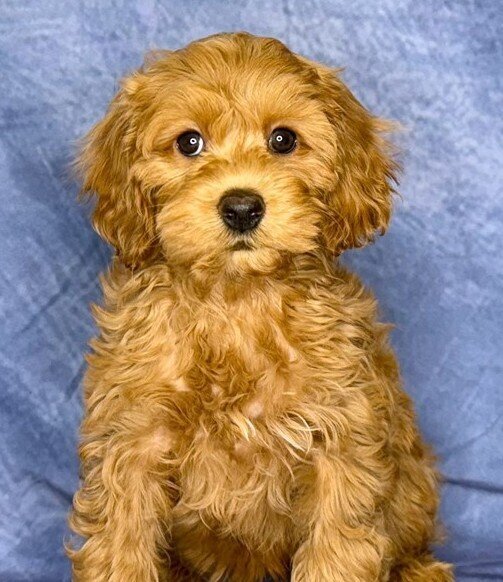 AUSSIEDOODLE