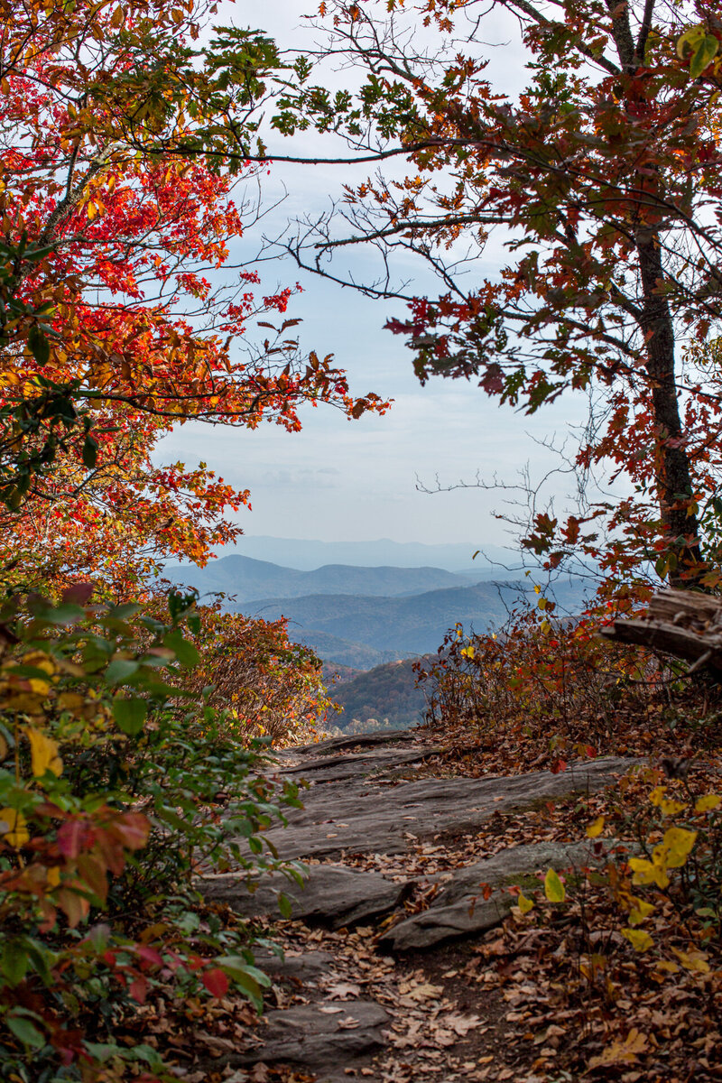 Fall landscape photo in Boone, NC of the fall foliage and blue ridge mountains