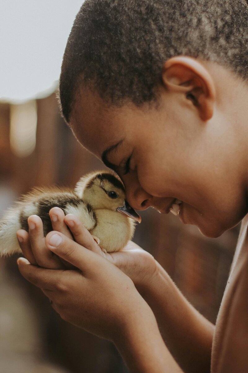 A child gently holding a duckling, symbolizing the importance of honesty and involvement in helping children navigate pet loss with compassion and understanding