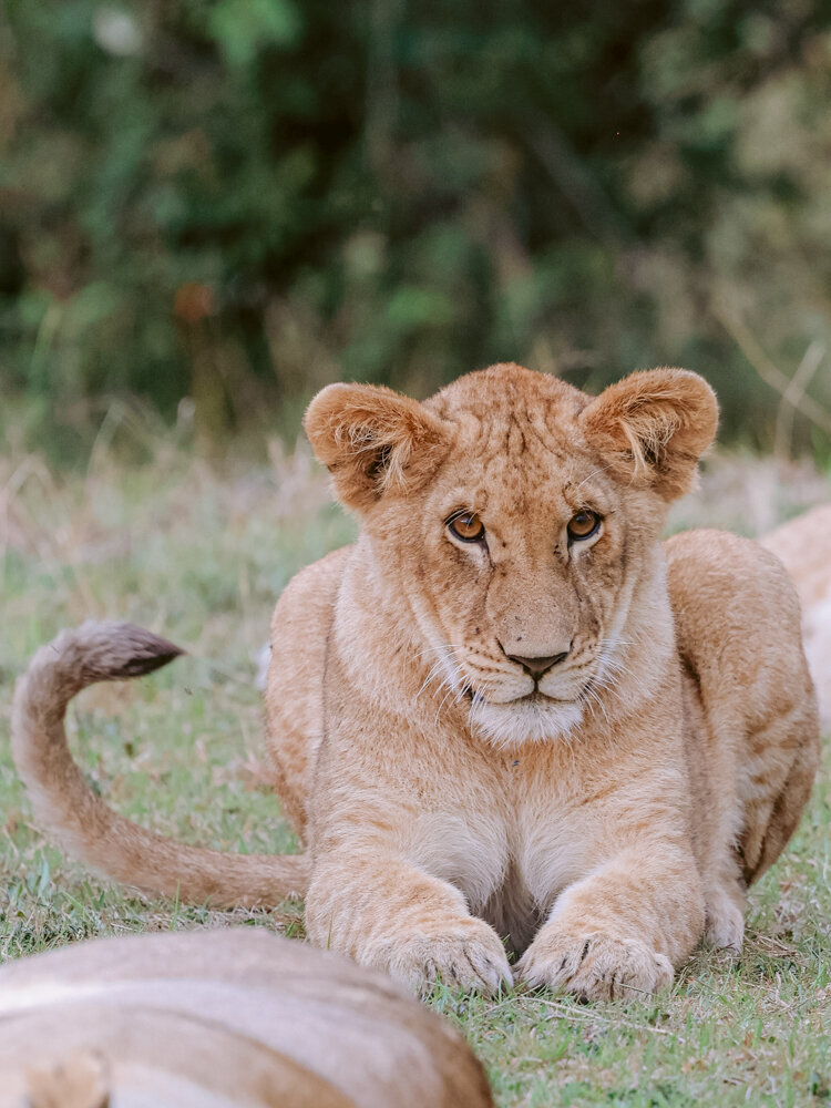 safariedited-148