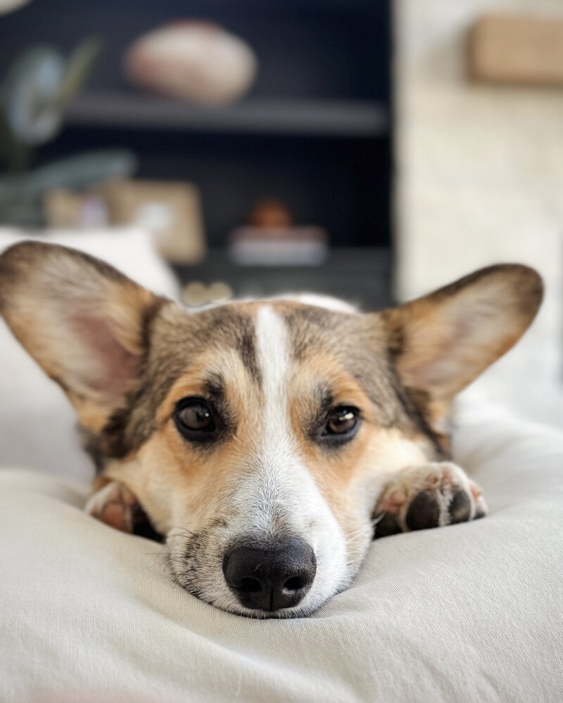 A Corgi looking into the camera