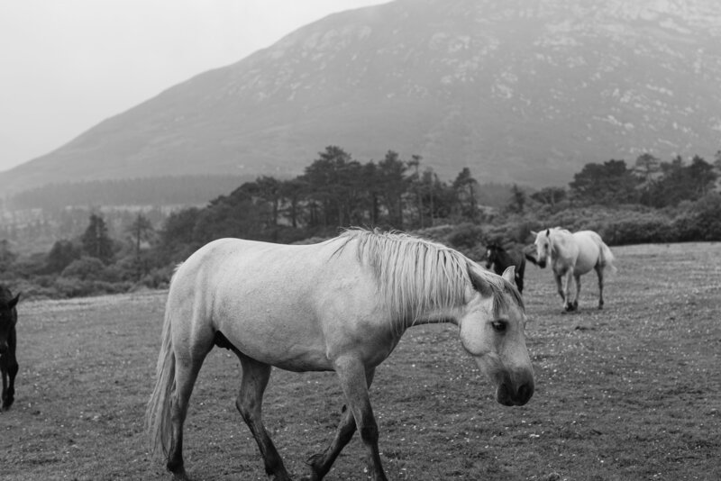 Ireland-Kylemore Abbey-Travel Photographer-Kate Neal Photography
