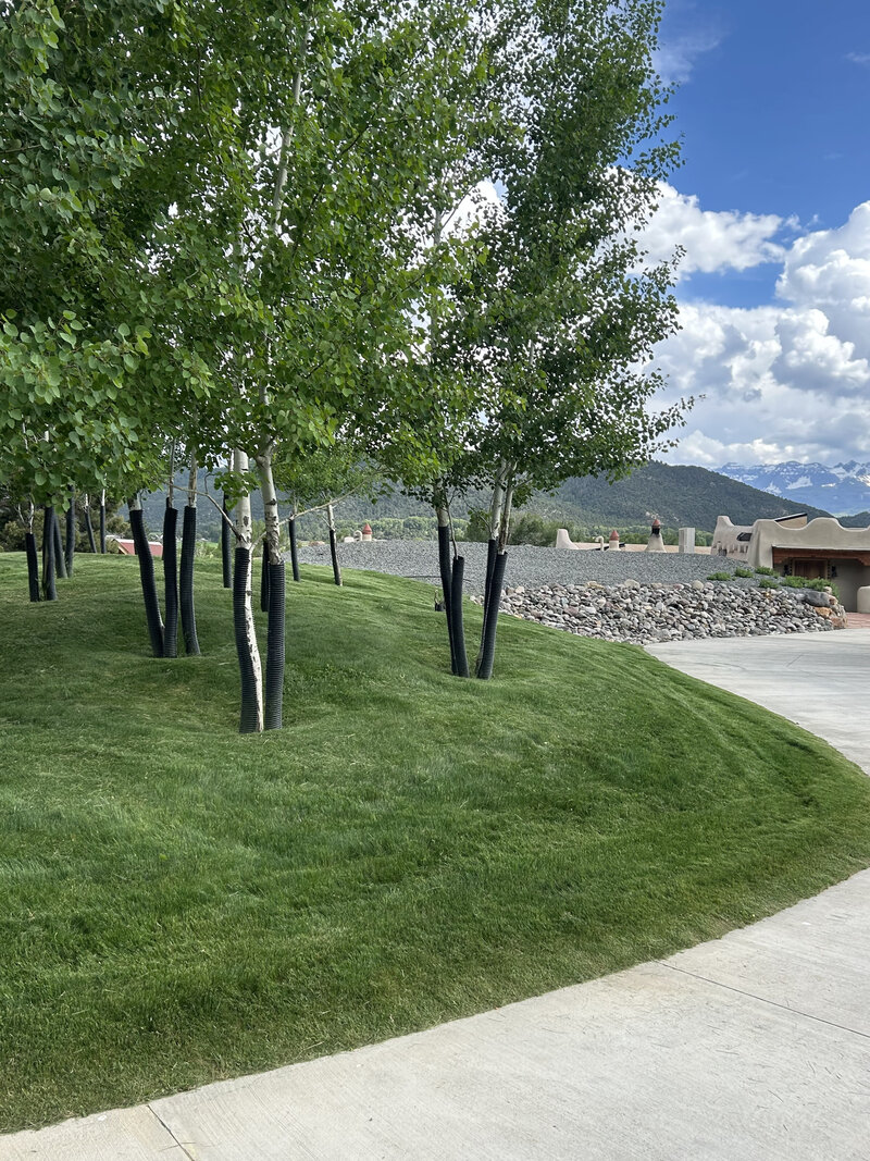 Colorado ranch entrance with driveway grading and tree planting
