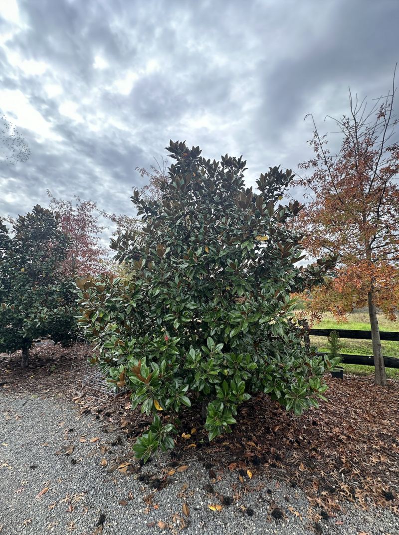 Mature Magnolia Grandiflora Ex Mouth Trees for Sale in Sydney