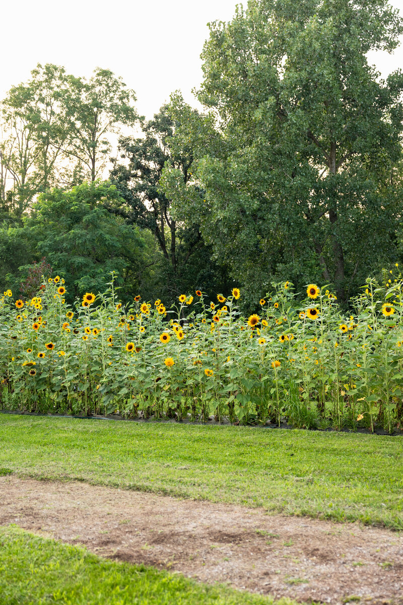 Sunflower Minis-13