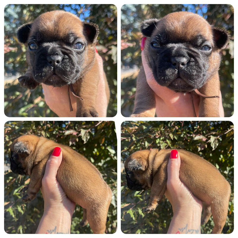 The sweet face of a red fawn mask french bulldog puppy bred from Beloved Frenchies