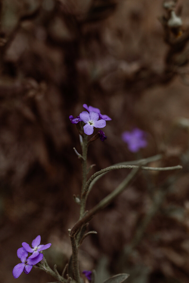 bloemen madeira