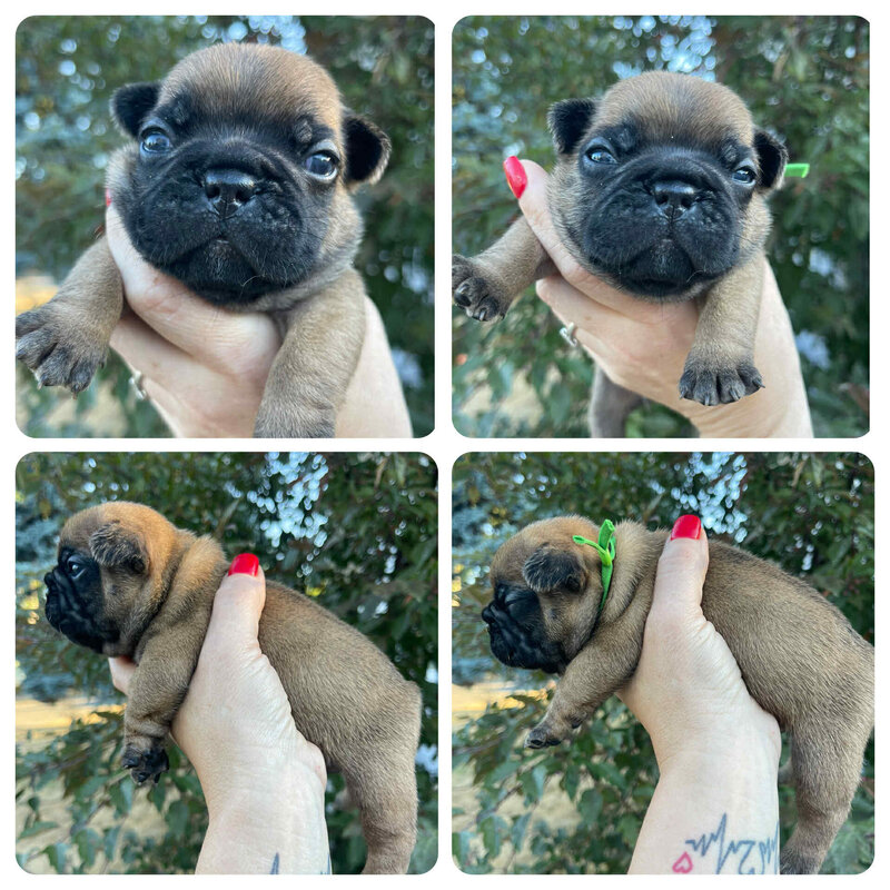 Handsome green collar frenchie puppy with a shiny red fawn coat and a classic frenchie smile