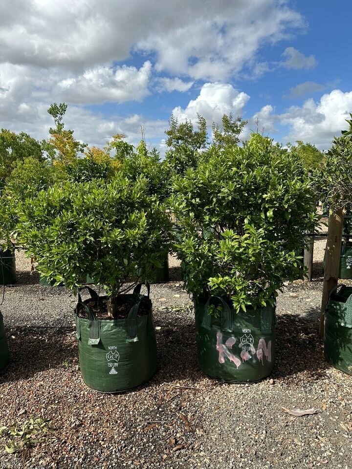 Citrus Madurensis - NAGAMI CUMQUAT TREE