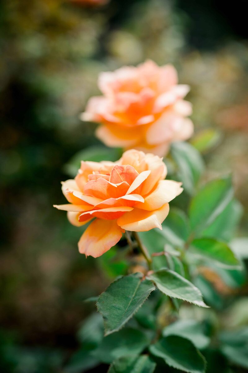 Bouquet of peach colored roses