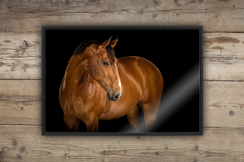 A mock up of a Metal Tray Frame wall art piece with a bay horse studio portrait black background image