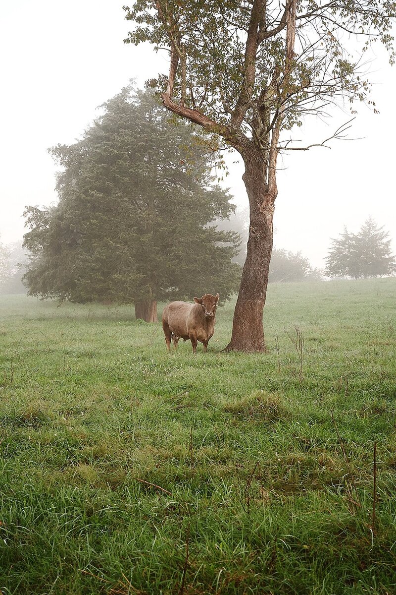 brown cow under a tree