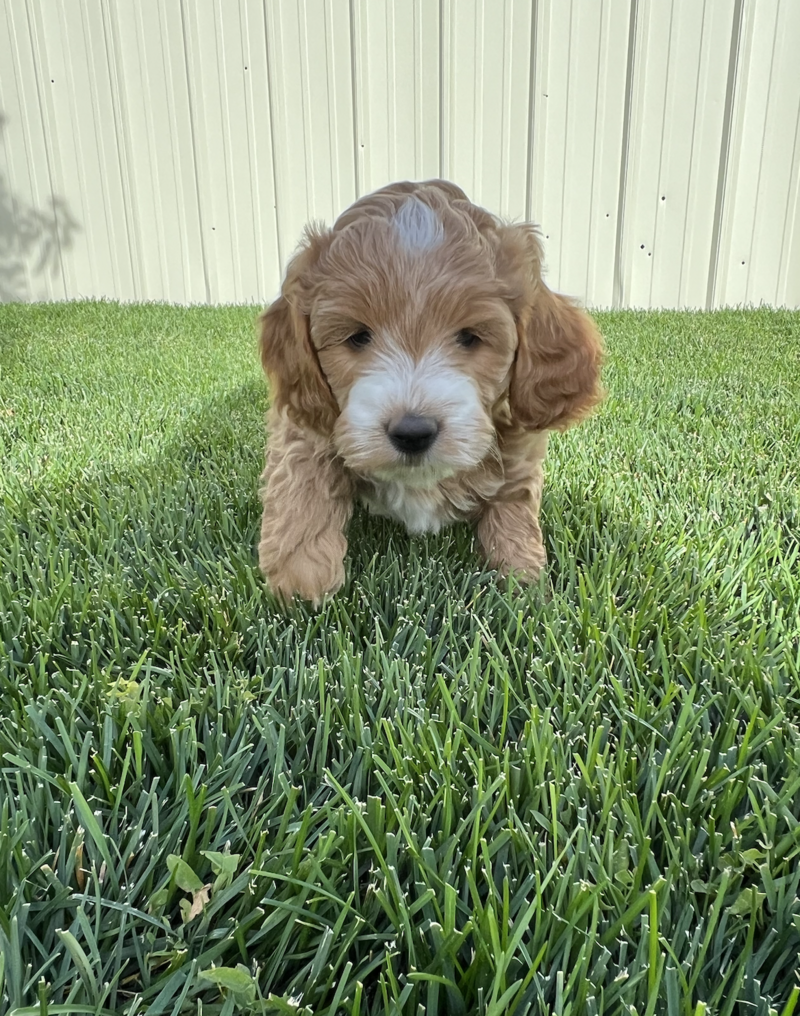 Screenshot 2024-09-24 at 6.31.02 AM