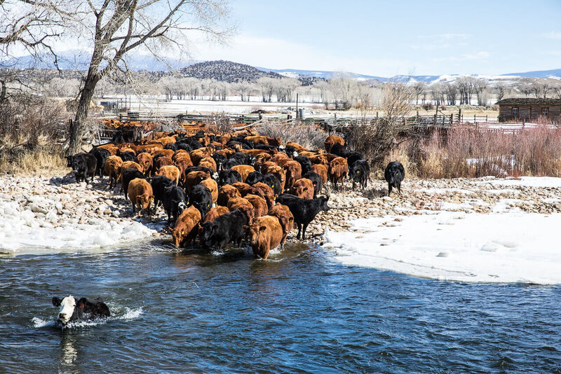 Angus cows in river