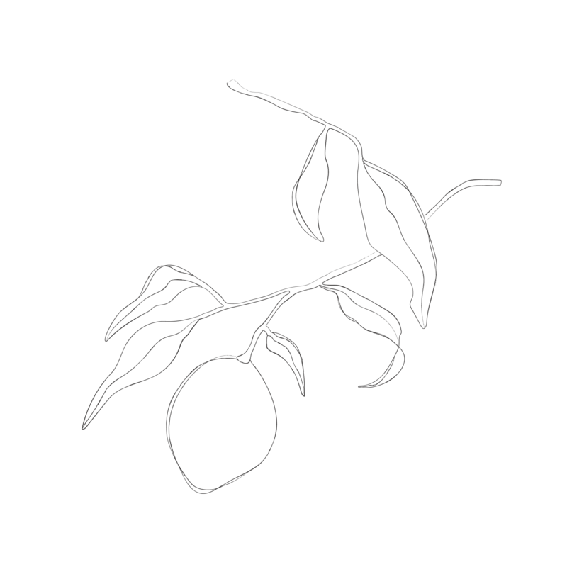 minimalist botanical line sketches - galerie design studio-07