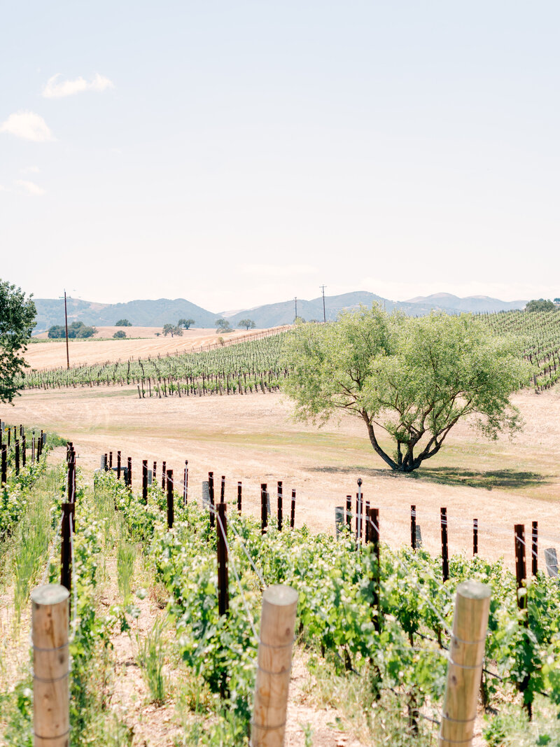 Santa Ynez, California Wedding at Brave Maiden Estates-3