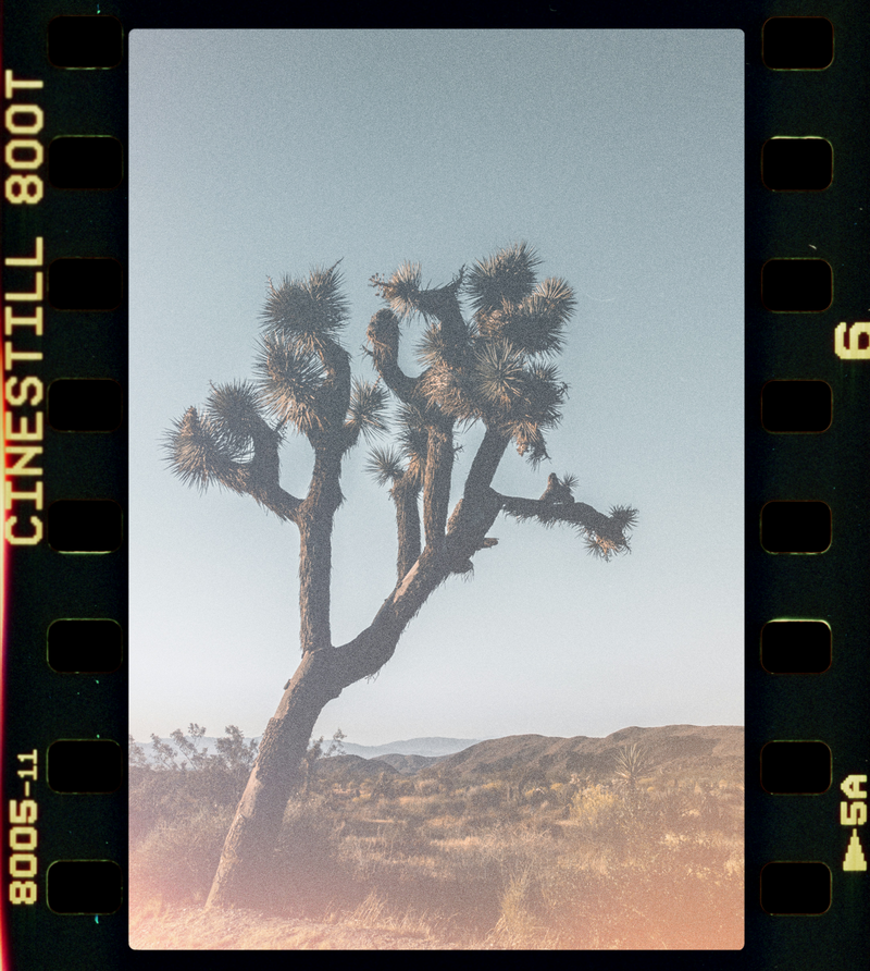 Film Palm | Tori Stanton