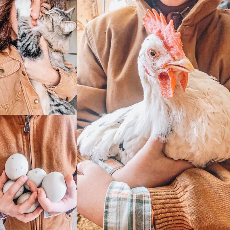 chicken8